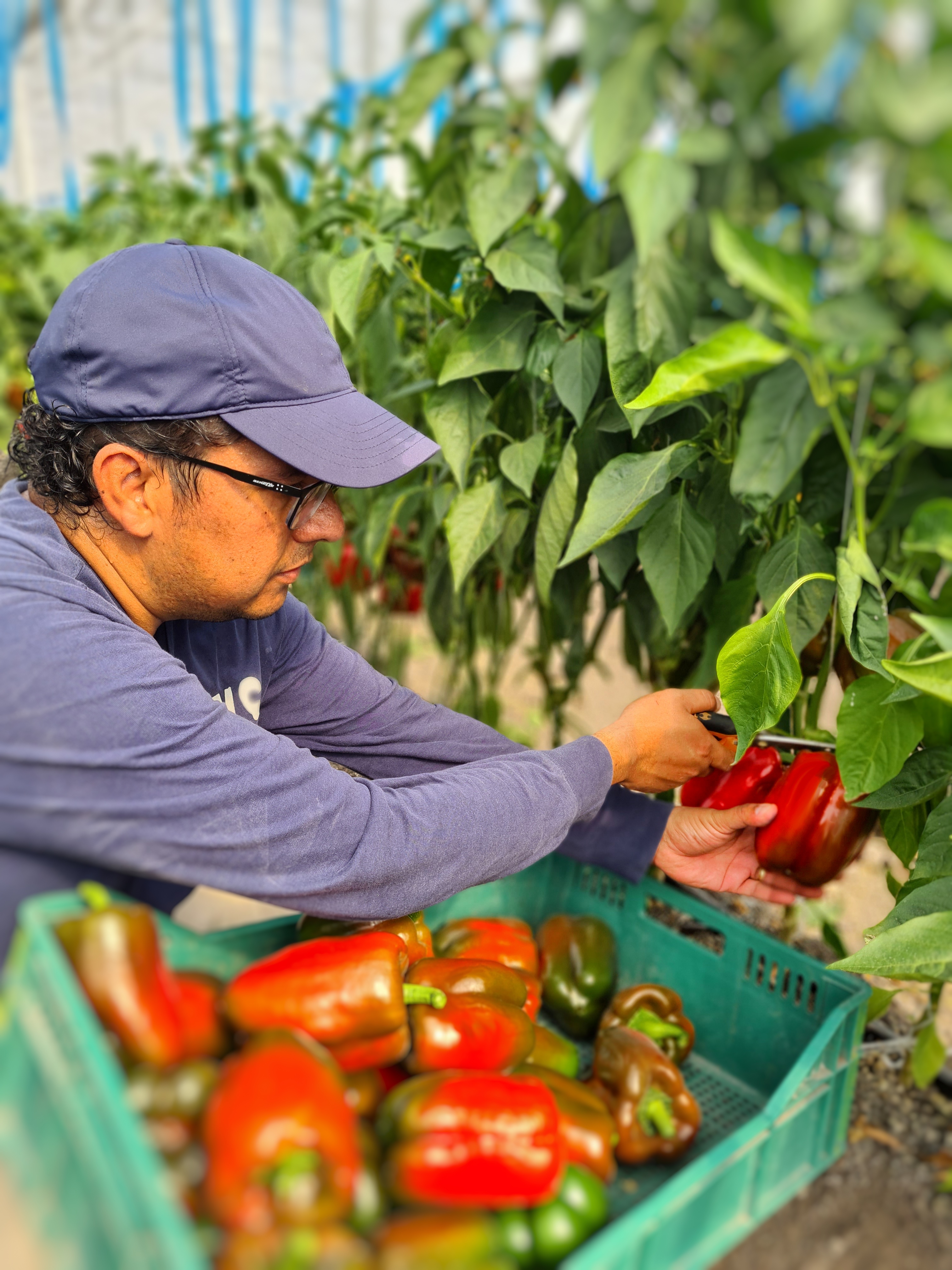 harvesting-greenhouse-bell-peppers