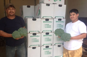 Rodrigo Cala and his helper, Adrian, with a pallet of broccoli in the Shared Ground warehouse. Photo credit Shared Ground Farmers Cooperative. Broccoli in warehouse