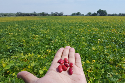 Dark red kidney bean cultivar 
