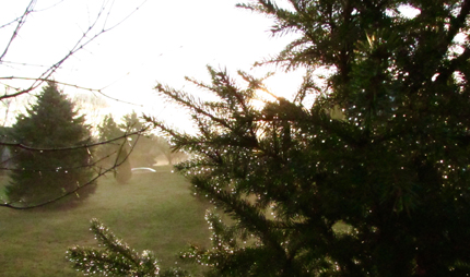 Spruce trees