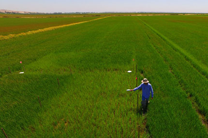 GreenSeeker device use in rice field