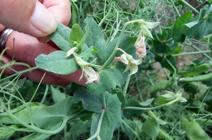 Pea blossoms affected by heat do not produce pods