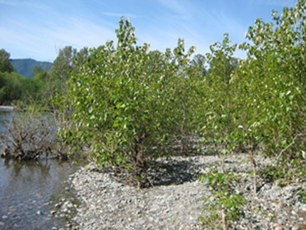 Poplars growing along the Snoqualmie River in western Washington state. Endophytes were isolated from these trees. Photo credit Sharon Doty poplar trees on river bank