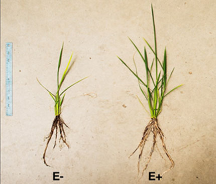 Comparison of rice plants grown without the endophyte (E-) and with the endophyte (E+). Photo by Hyungmin ("Tony") Rho and Sang Cho. two rice plants