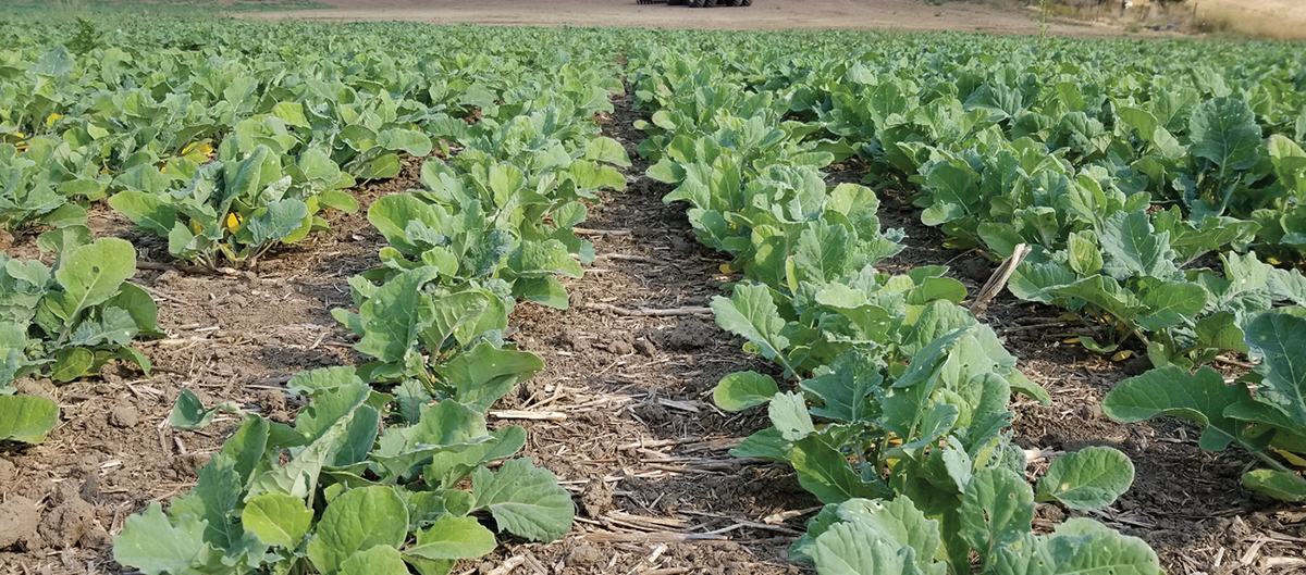 Photo courtesy of Karen Sowers/PNW Canola Association.