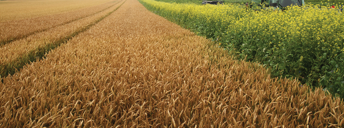 Photo by Matt Cartney. Flickr/Rural Matters. https://creativecommons.org/licenses/by-nc/2.0/.