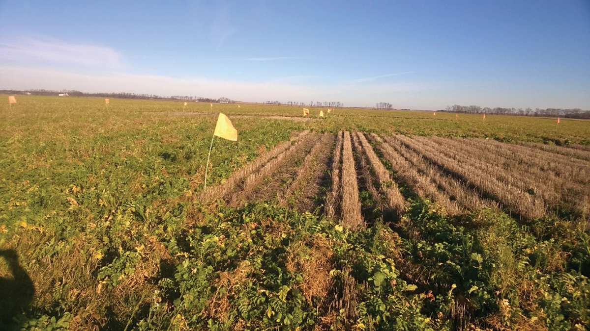 Cover crop and no cover crop after winter wheat before corn in North Dakota. Photo courtesy of Dave Franzen.