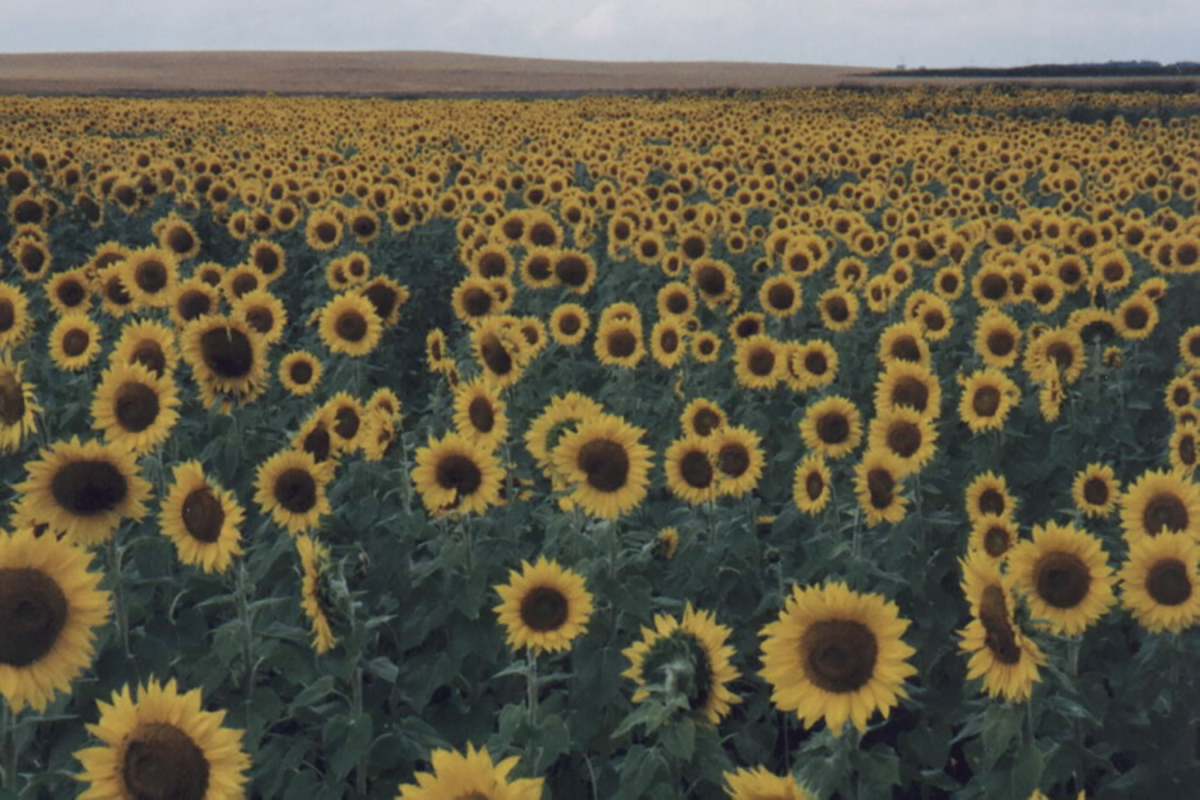 Source: Flickr/Robert Ashworth (https://creativecommons.org/licenses/by/2.0/).