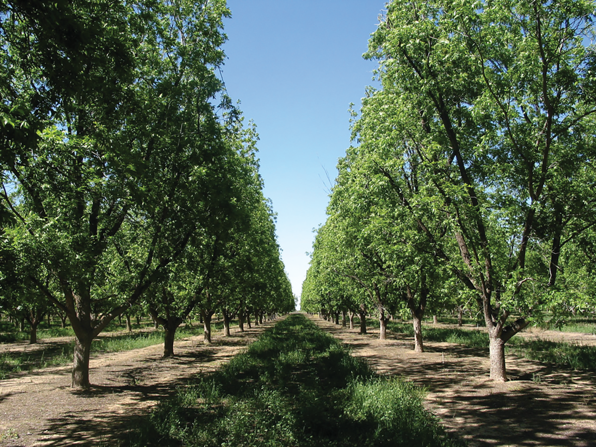 Photo courtesy of Jim Walworth.