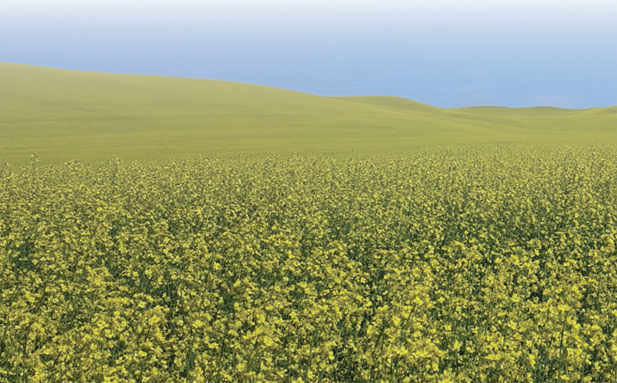 Photo courtesy of Haiying Tao.