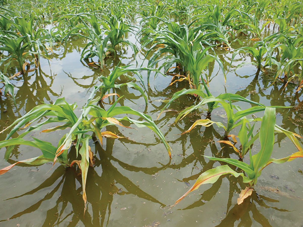 Flooded cornfield. Photo courtesy of Gurpreet Kaur.