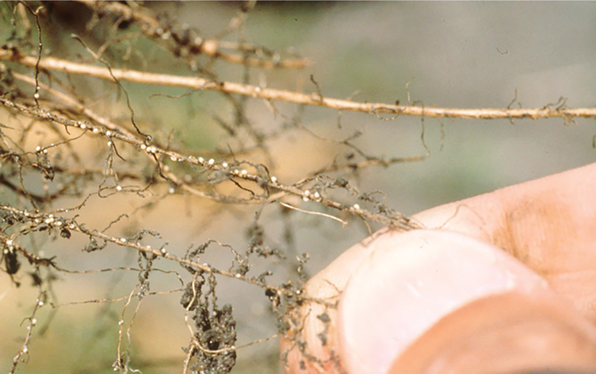 Cysts of the soybean cyst nematode seen as small, round, white structures on soybean roots dug in the field. Source: Gregory Tylka, Iowa State University, Bugwood.org.