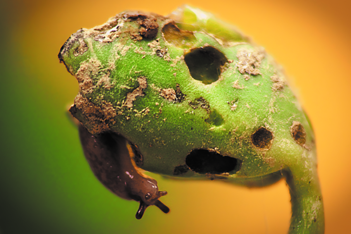 Slugs are among the most challenging pests faced by Mid-Atlantic no-till growers. Source: Penn State.