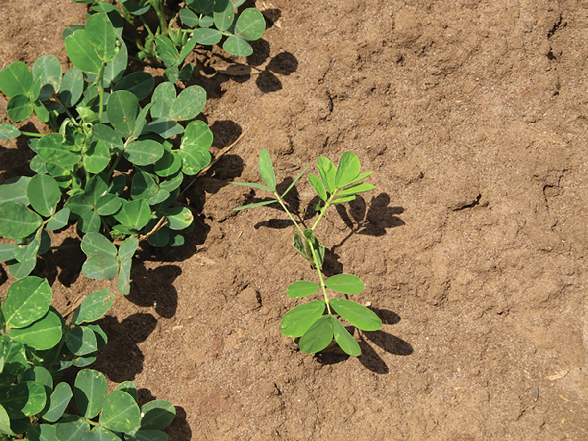 Figure 1, Sicklepod seedling in Georgia peanut.