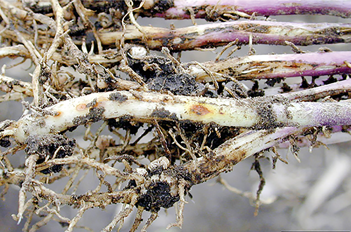 Rhizoctonia damping off, blight, and rot. Photo by Daren Mueller, Iowa State University, Bugwood.org.