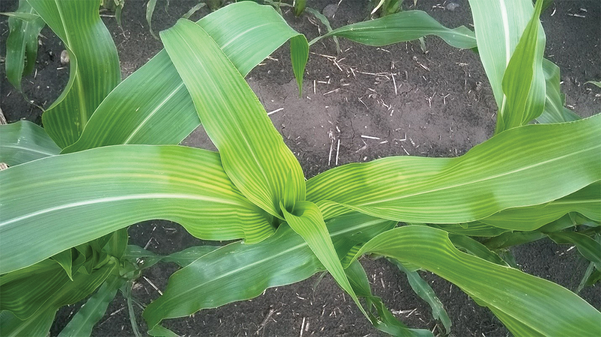 Sulfur deficiency in corn. Source: IPNI Crop Nutrient Deficiency Image Collection.