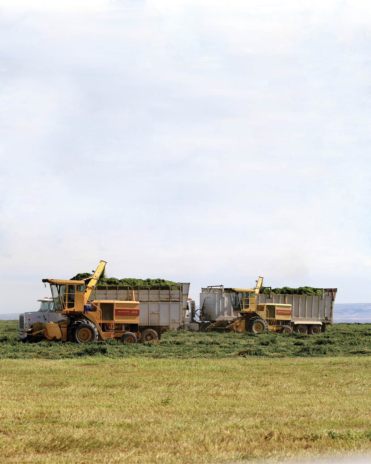 Commercial alfalfa harvest.