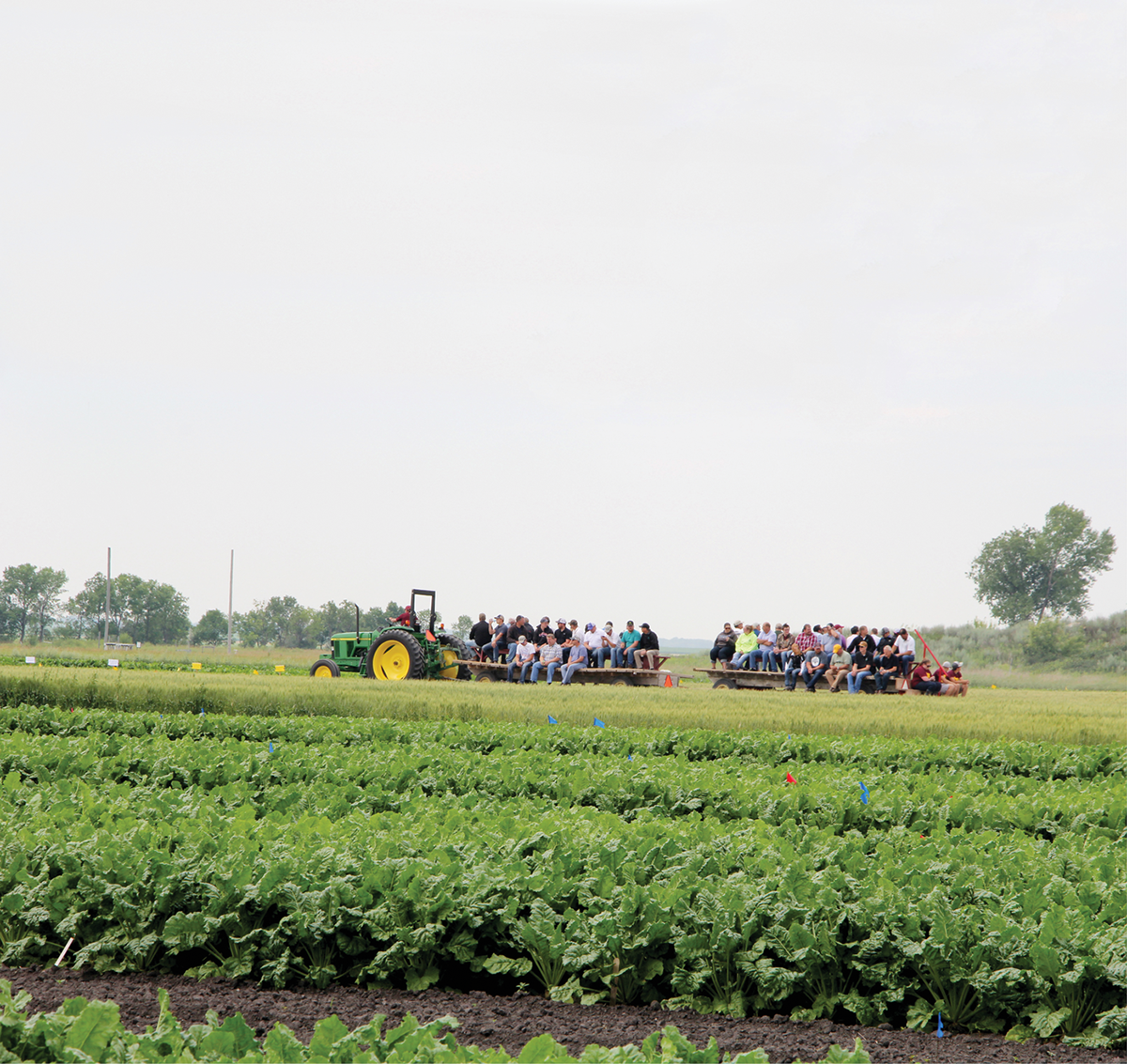 Sugarbeet growers gathering for a field day conducted by the University of Minnesota–Crookston. Sugarbeet cultivation in the Red River Valley of Minnesota and North Dakota contributes to most sugar production in the U.S.
