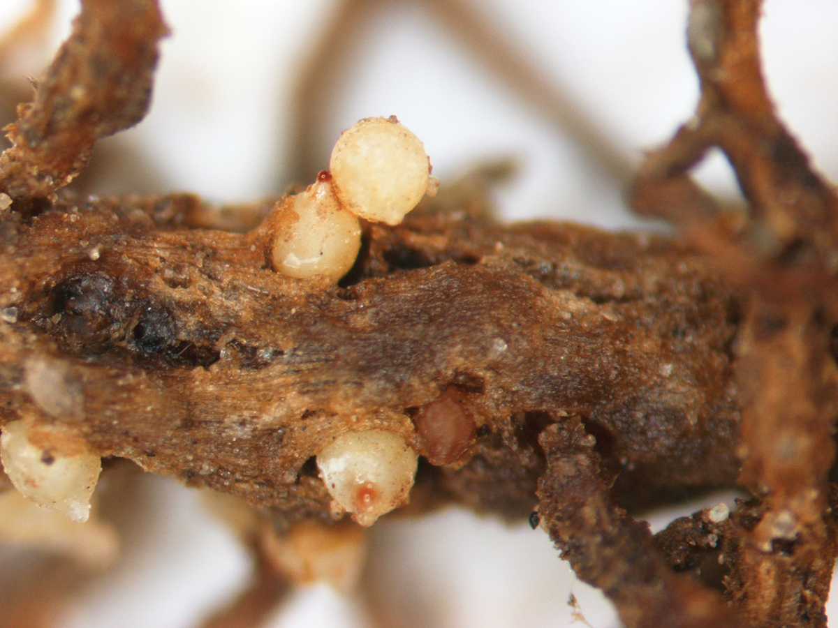 Soybean roots with soybean cyst nematode females (the white, round objects coming out of the roots). Photo by Angela Tenney, Michigan State University ANR Communications and Marketing.
