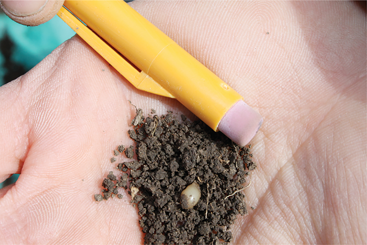 Figure 1, Image of an earthworm cocoon collected from an agricultural field near Moscow, ID.