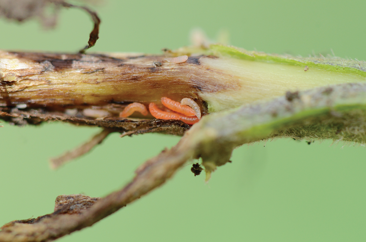 Soybean gall midge larvae are small white- to orange-colored maggots. Photo by Bruce Potter, University of Minnesota.