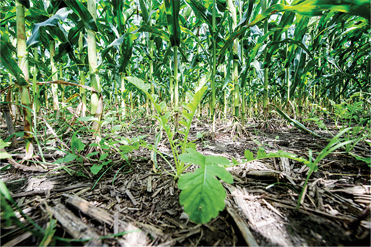 Oilseed radish interseeded into corn. Photo courtesy of Edwin Remsberg and USDA-SARE.