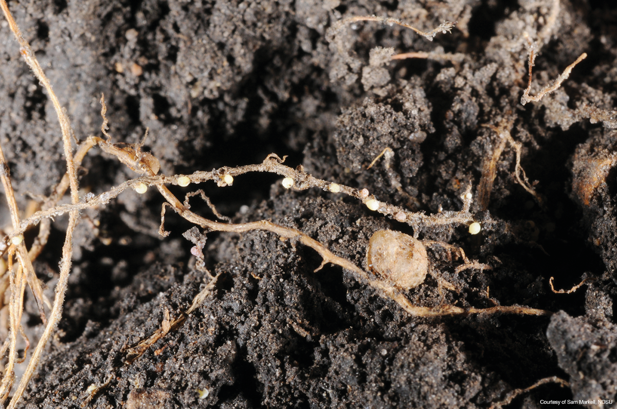 Soybean cyst nematode. Photo courtesy of Sam Markell, North Dakota State University.