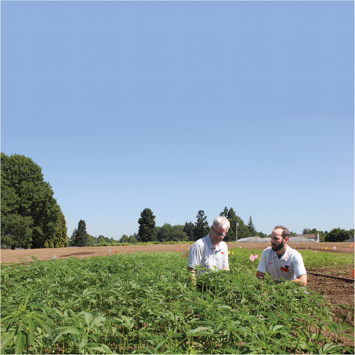 Jay Noller (left), director and lead researcher of the Oregon State University Global Hemp Innovation Center, and Lloyd Nackley, a hemp researcher, at the launch of the center. Photo courtesy of Oregon State University.