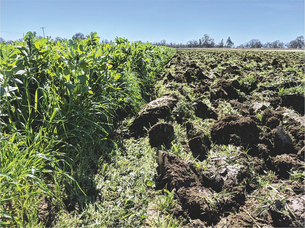 Turning over a vigorous ryegrass, hairy vetch, oat cover crop blend prior to planting tomatoes in Davis, CA.