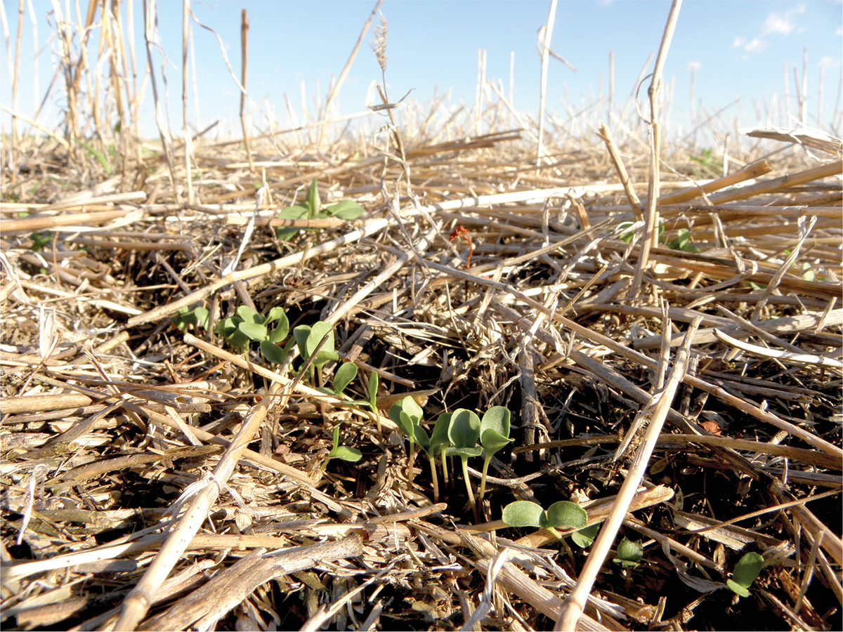 Cover crops have the potential to delay weed emergence, decrease weed size, and decrease weed number. Photo by Mieko Alley, USDA-NRCS, Bison, SD.