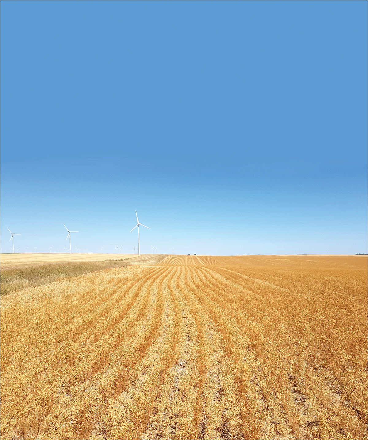 Chickpea intercropped with flax in a field south of Taber, Alberta. This intercrop is generally grown to reduce disease issues in chickpea.