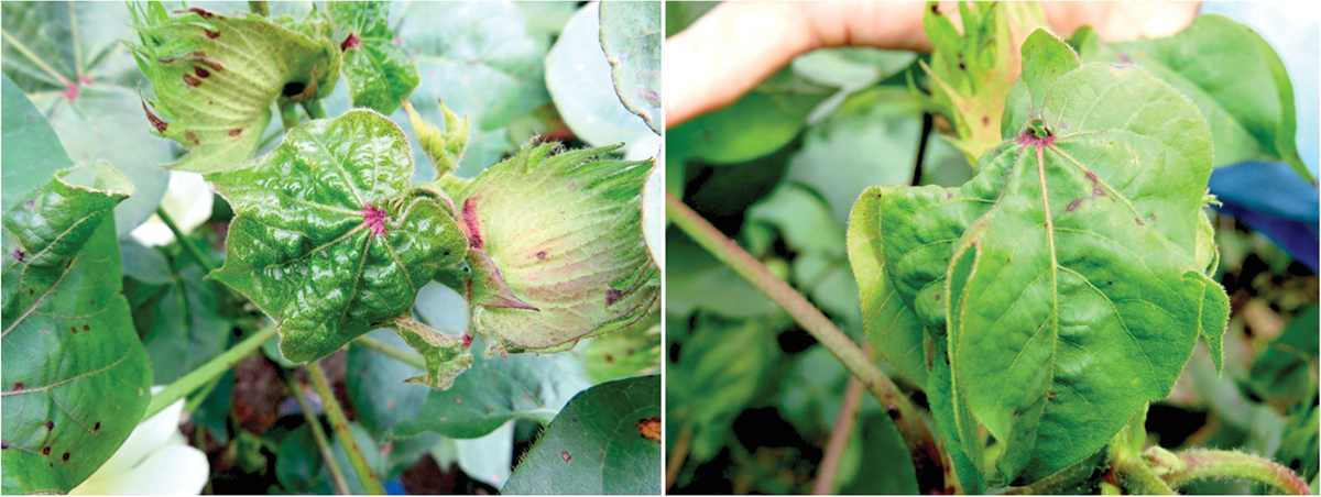 Symptoms associated with cotton leafroll dwarf virus: blistering in new leaf growth (left) and downward cupping (right). Photo courtesy of Dr. Judith K. Brown, University of Arizona.