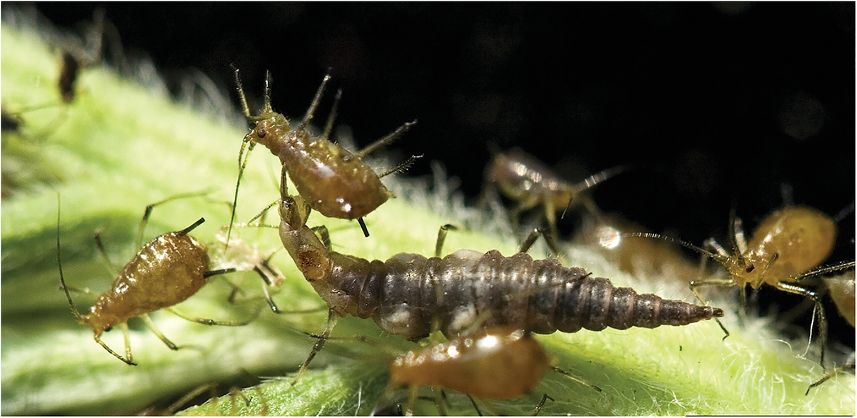 Preserving biodiversity and natural enemies is an IPM tactic to help keep pest populations below economic thresholds. Shown here are lacewing larva eating soybean aphids. Photo by David Cappaert, Bugwood.org.