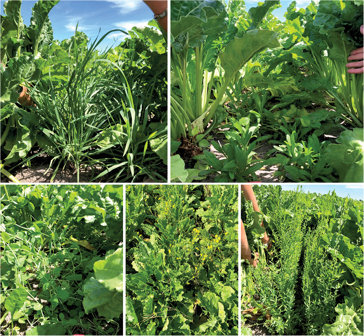 Cover crop options for interseeding in sugarbeet (clockwise from top left: winter rye, camelina, flax, white mustard, and pea).