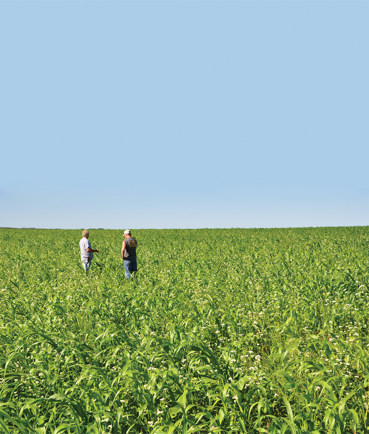 Iowa farmers look over a cover crop mixture. NRCS/SWCS photo by Lynn Betts.