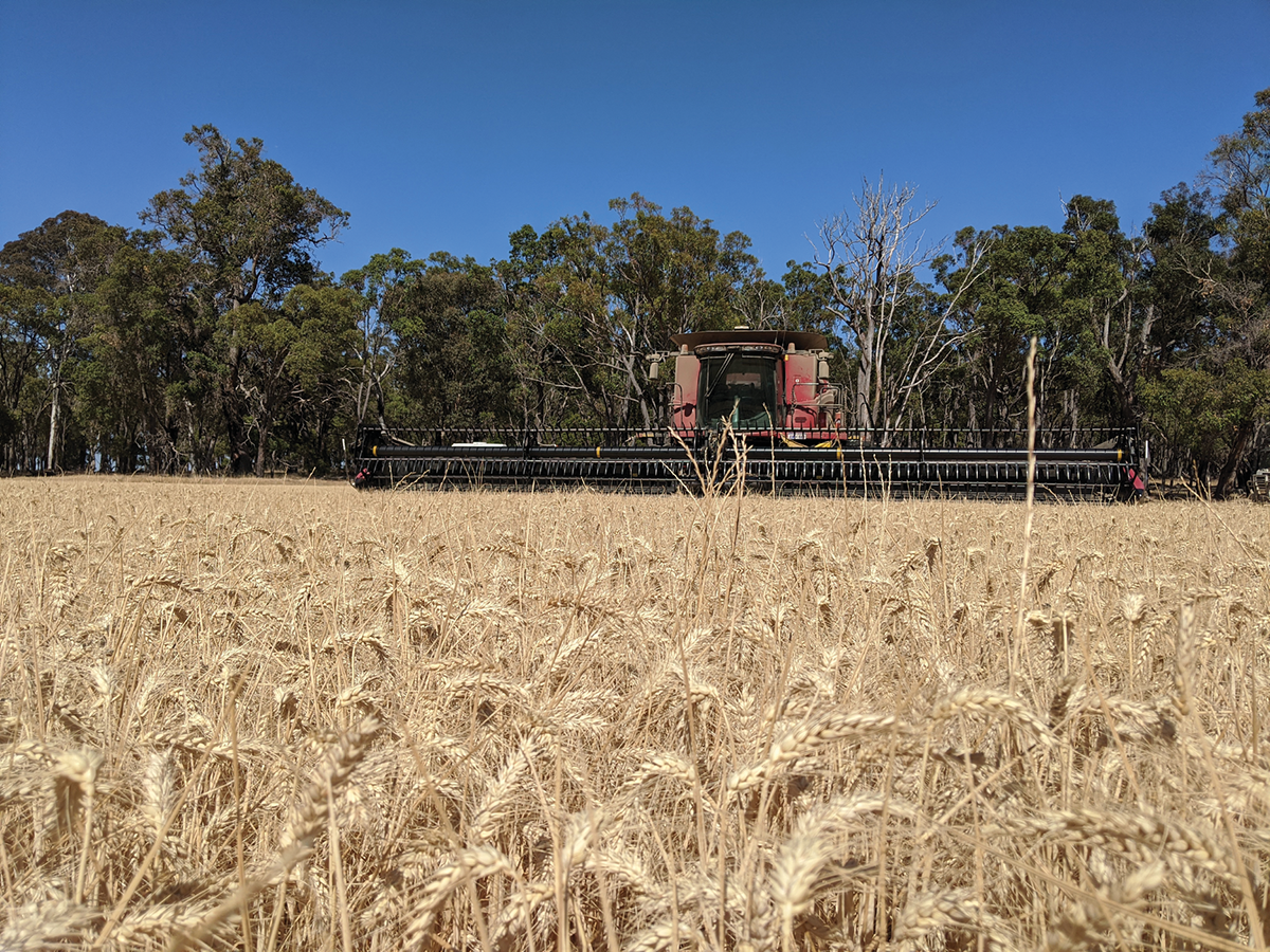 Figure 1, Wheat of Australian farmer and harvest weed seed control pioneer, Ray Harrington, is ready for harvest but infested with rigid ryegrass. Note the weed seeds are retained above the combine’s cutter bar at harvest, so the combine will take the seeds in and subject them to the Harrington Seed Destructor. Photo courtesy of Michael Flessner.