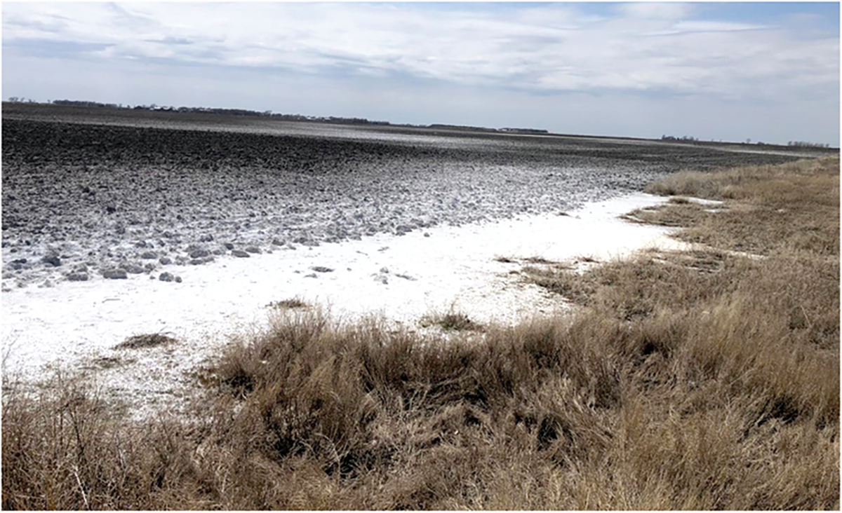 That’s not snow—it’s salt. Some areas on the righthand side of this photo are starting to look a bit better after four years. Photo submitted by Sharon Clay with the Journal of Environmental Quality article found here: https://doi.org/10.1002/jeq2.20223. The photo is not associated with any of the examples used in this article.