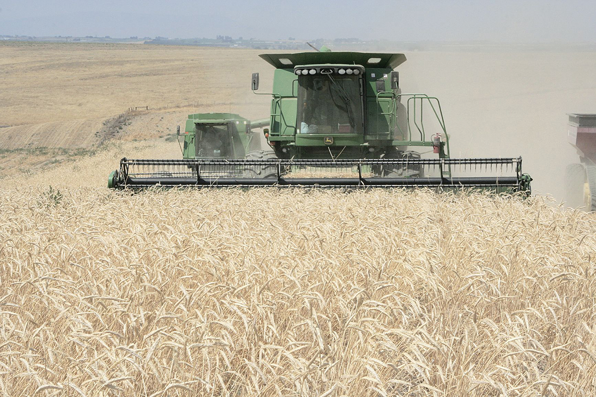 Harvesting triticale in Washington. Photo by Matthew Weaver/Capital Press.
