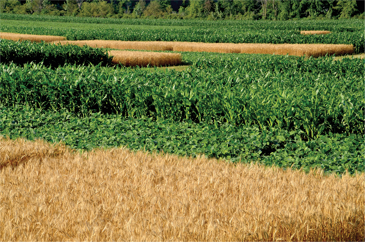 A new study analyzed yield and return impacts of wheat in rotations at Elora and Ridgetown (study site shown here), ON, Canada. Photo courtesy of Dave Hooker.