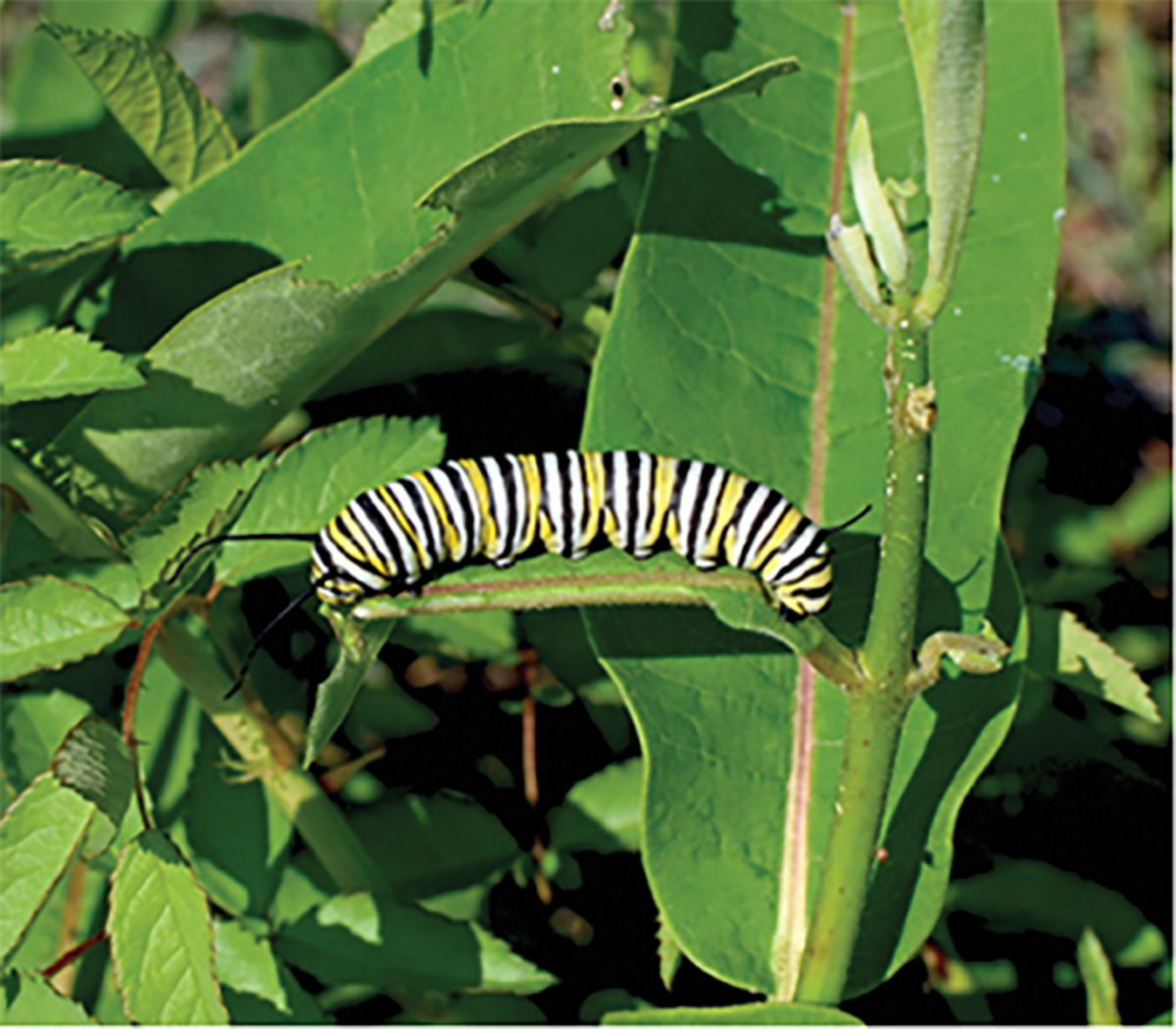 Larvae of the monarch butterfly.