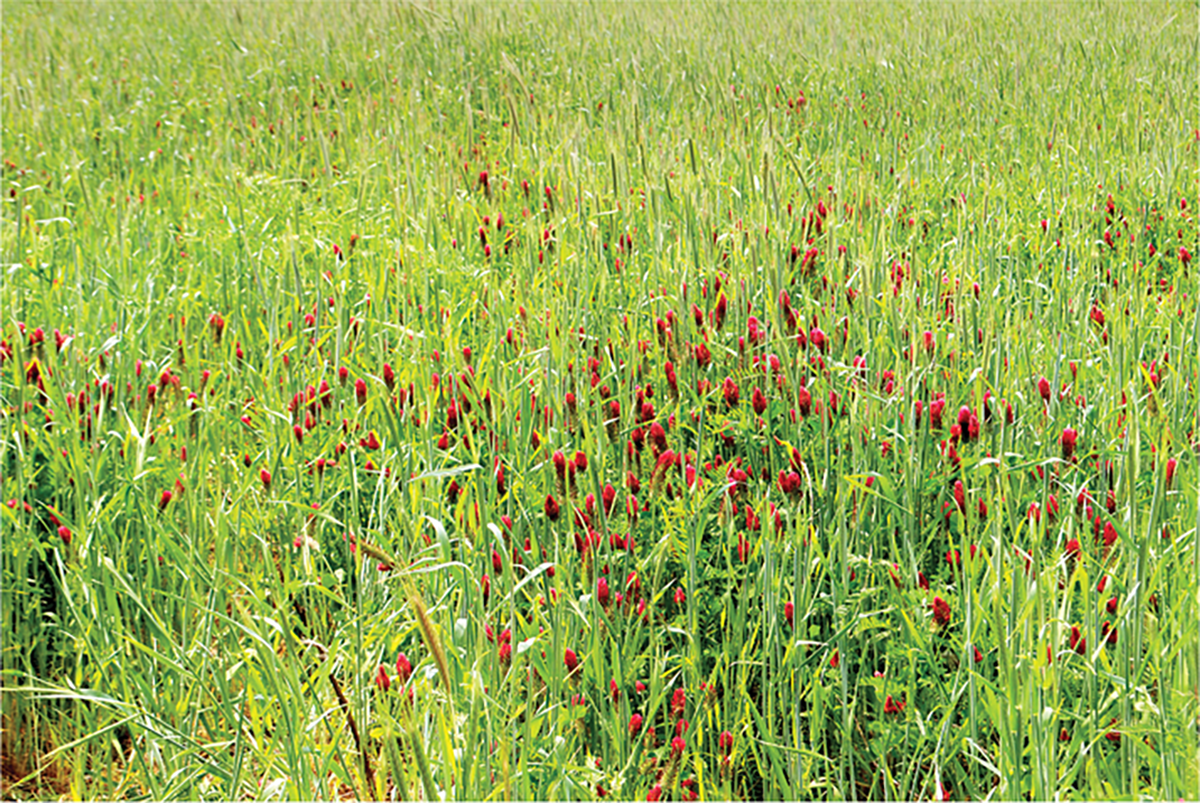 Multi-species cover crop mixtures can help maximize biodiversity and soil cover. Photo by David Lamm/Soil Health Institute.