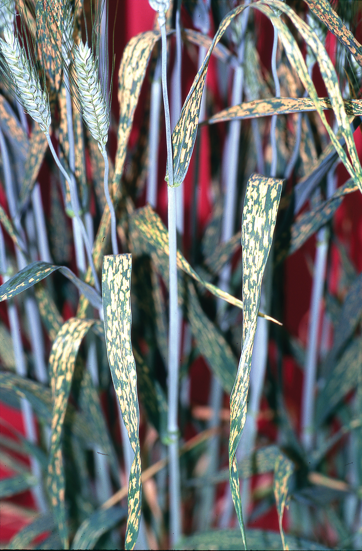 Opposite page: Plants with insufficient chloride show chlorotic and necrotic spotting along leaves with abrupt boundaries between dead and live tissue. Leaves wilting at margins and highly branched root systems are also typical chloride deficient symptoms, found mainly in cereal crops (Mengel & Kirkby, 2001). Chloride deficiencies are highly cultivar-specific and can be easily mistaken for leaf diseases.