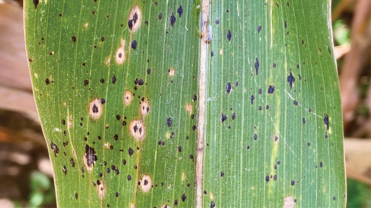 Tar spot fungus has small, raised, black spots irregularly scattered across upper and lower corn leaves from the middle toward the leaf tip. It may be surrounded by a circular brown “fisheye” halo. Photo courtesy of Damon Smith, University of Wisconsin.
