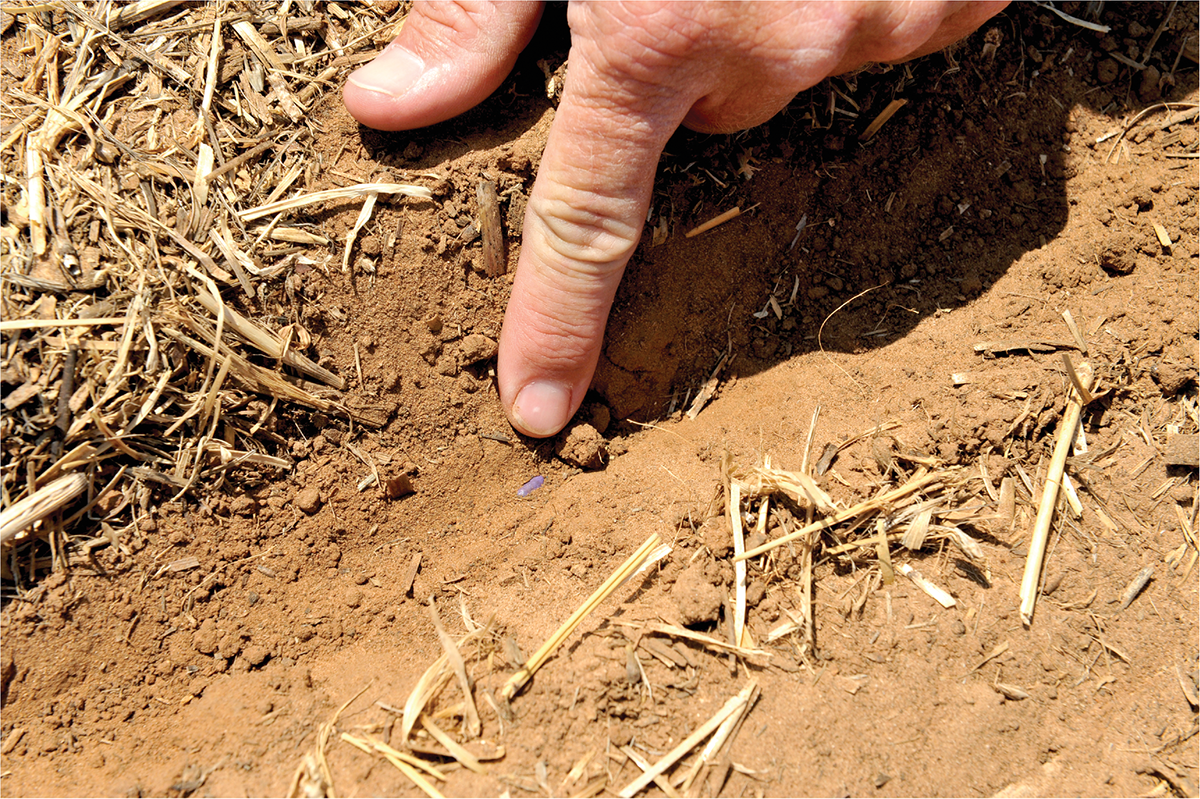 Setting the planting equipment for cotton correctly for your soils and climate is important for germination and growth. Photo by Jodie Reisner.