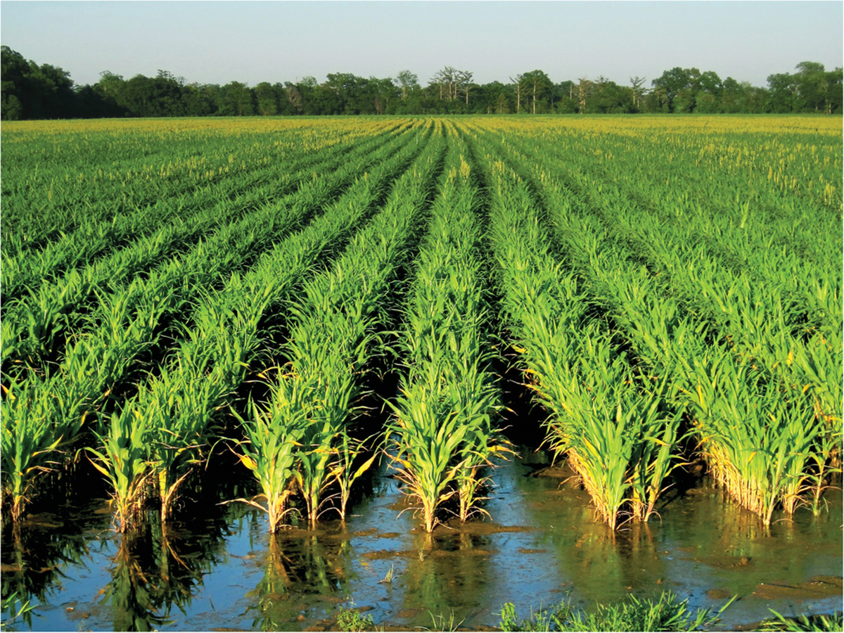 In flooded rice, biological nutrient cycling releases methane, a greenhouse gas. Photo courtesy of Flickr/formulanone.