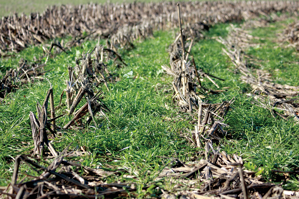 Grass cover crop in corn. Photo by David Lamm/Soil Health Institute.