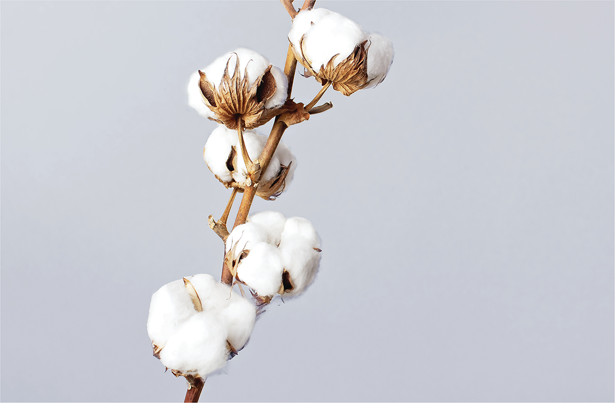 Photo courtesy of Adobe Stock/photobee.