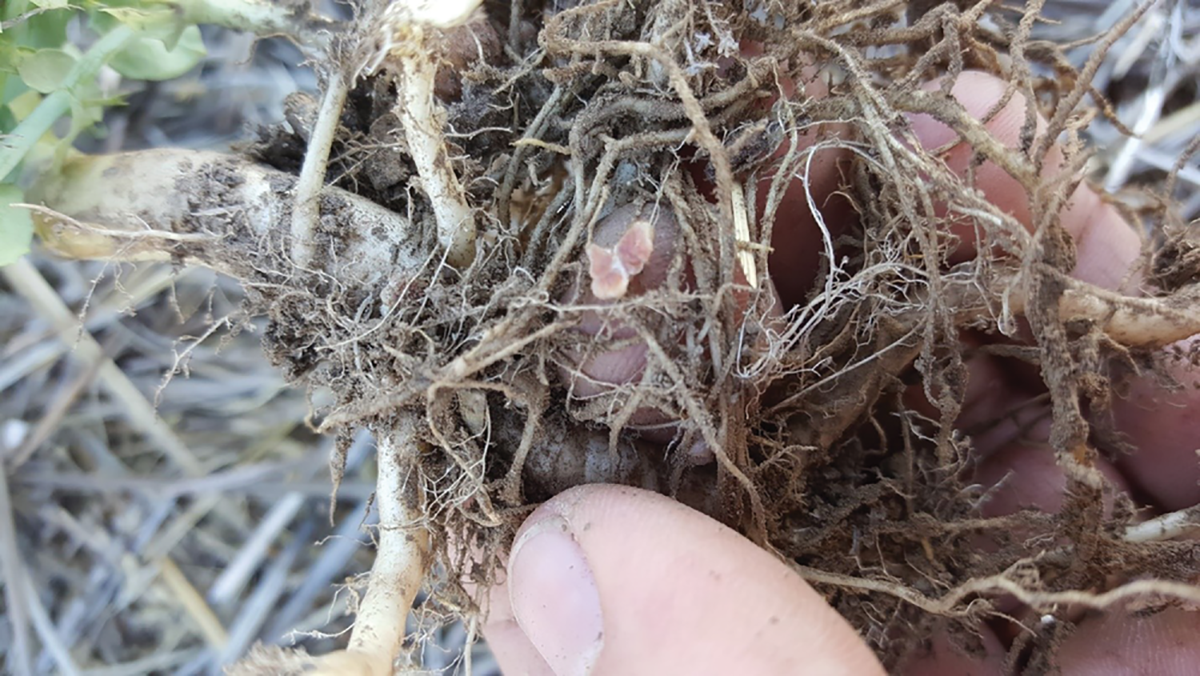 Active pea nodule growing in close proximity to canola roots.