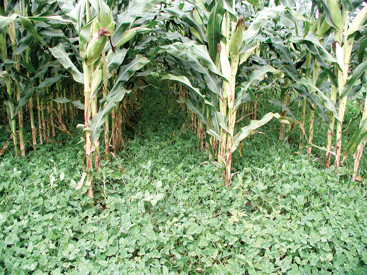 Corn growing in Kura clover. Photo by Ken Albrecht.