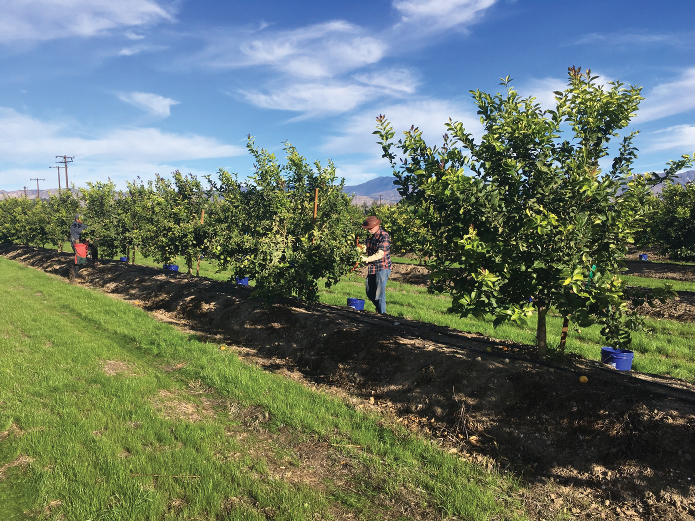Citrus is grown on berms to improve internal drainage on heavier soils. Berms are mulched to protect berms from erosion and control weed growth while alleys are cover cropped with seeded rye and mowed at the end of the winter rains. Photo by Ben Faber.